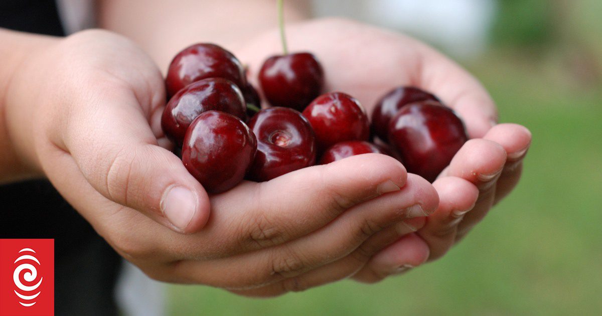 Cherry exports up 7% in bumper stonefruit season