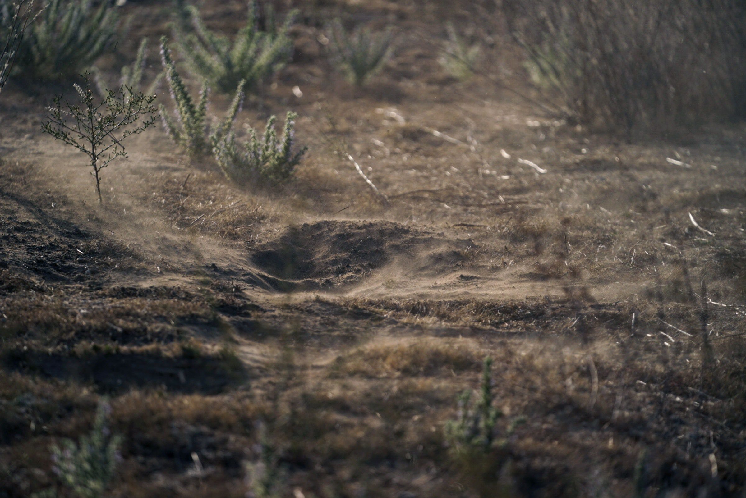 All That Rain Is Driving Up Cases of a Deadly Fungal Disease in California