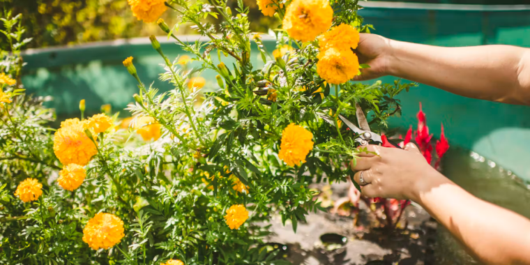 Flowers grown floating on polluted waterways can help clean up nutrient runoff