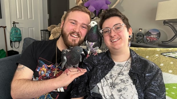 Meet the N.L. couple finding happiness in pet pigeons