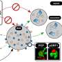 The hepatitis E virus: New insights into targeted treatment and diagnosis