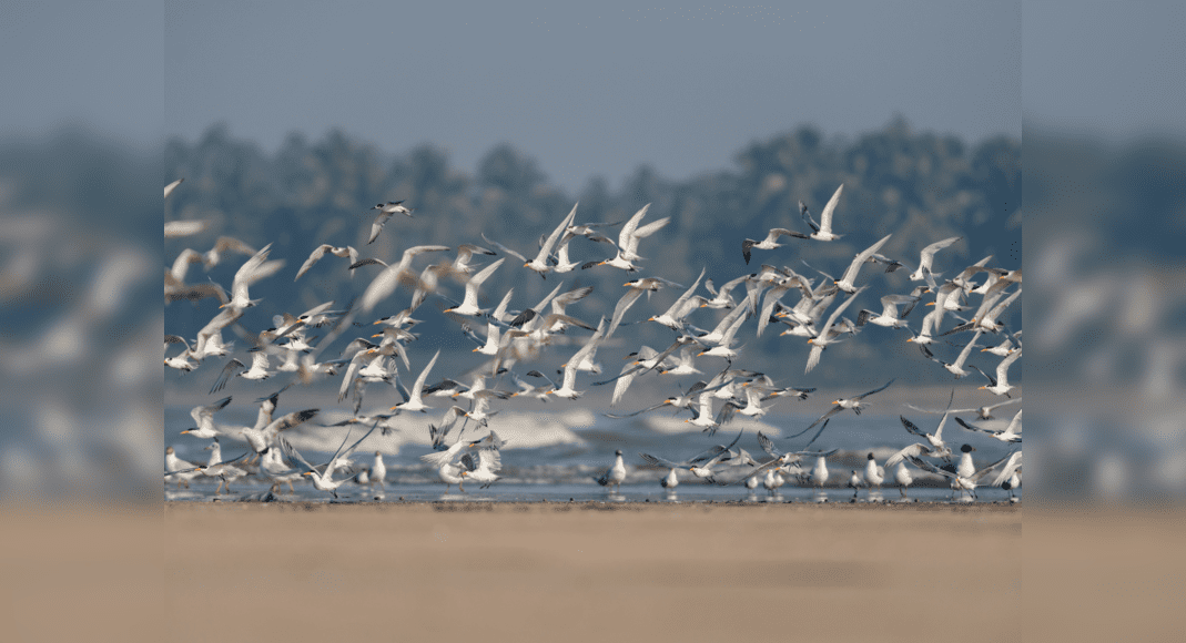 Bihar kicks off 3-day Nagi Bird Festival from today