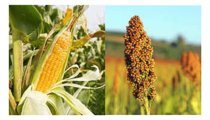 Maize, sorghum prices fall 21% after millers suspend purchase