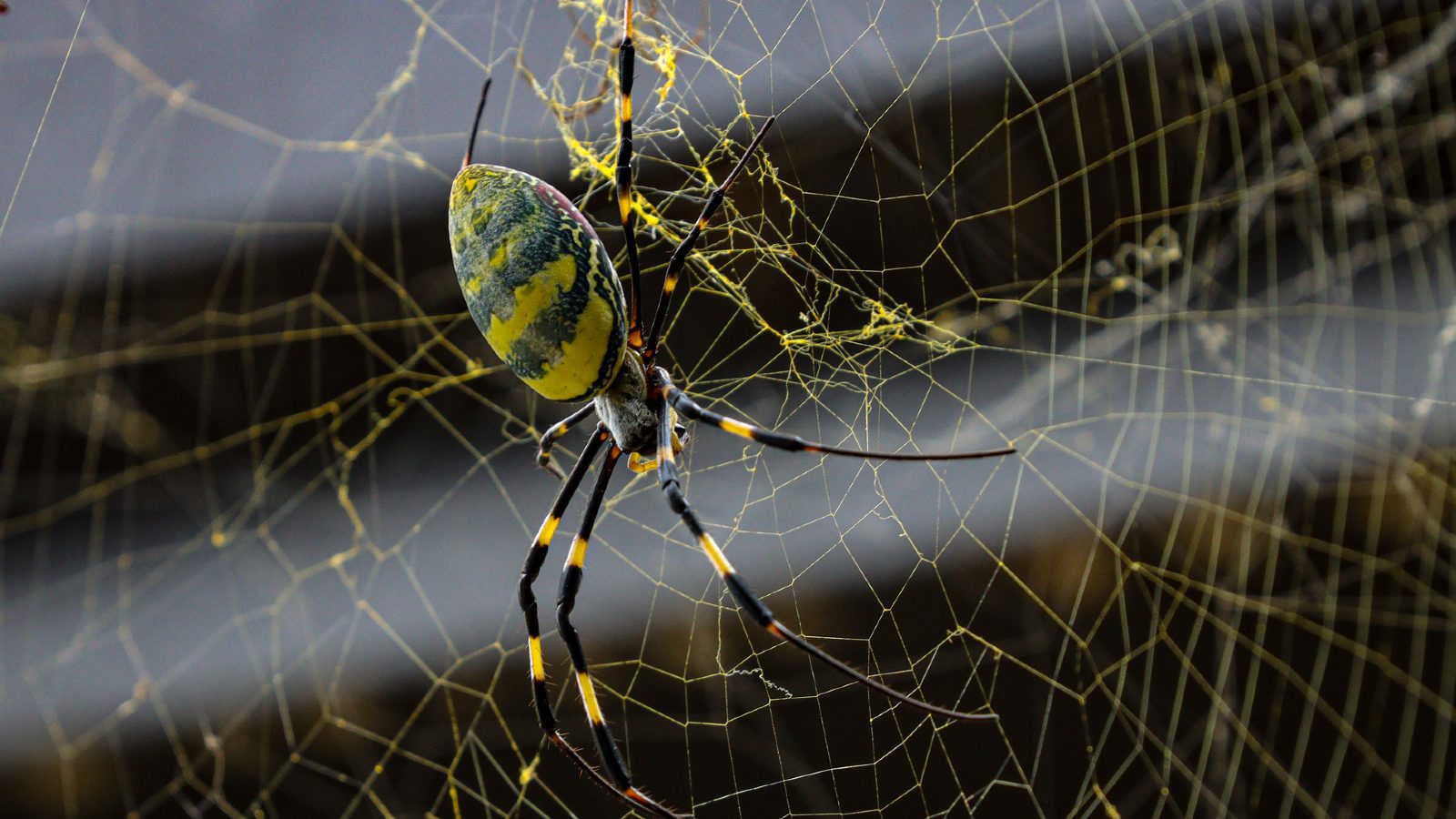 Giant, invasive Joro spiders with 6-foot webs could be poised to take over US cities, scientists warn