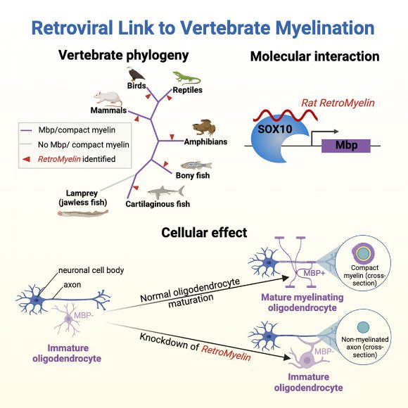 Study: Ancient Retroviruses Shaped Vertebrate Brains