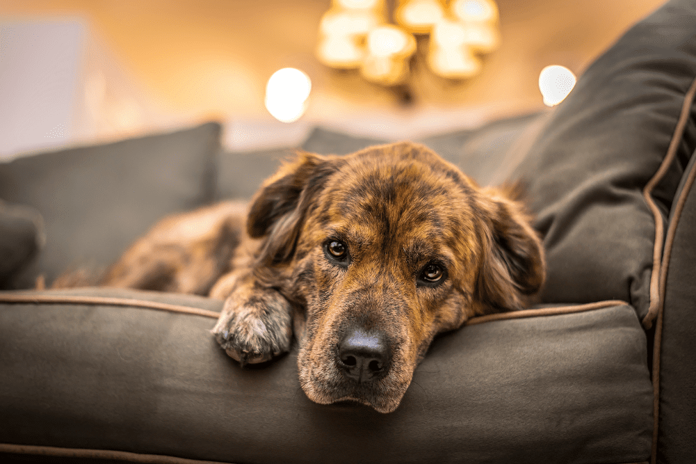 Two dog health mistakes you never want to make