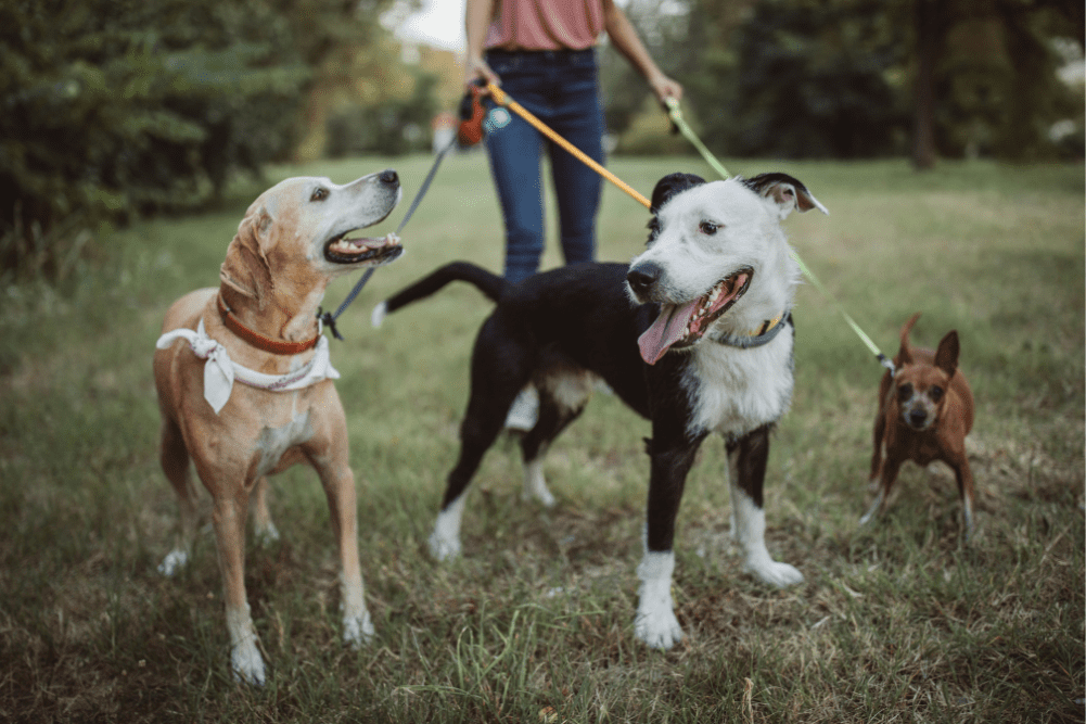 How much exercise does your dog really need?