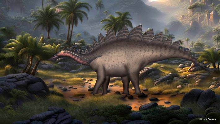 Paleontologists Discover New Stegosaur Species