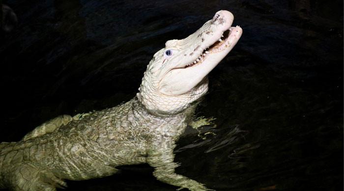 Nebraska Zoo extracts 70 coins from blue-eyed alligator’s stomach