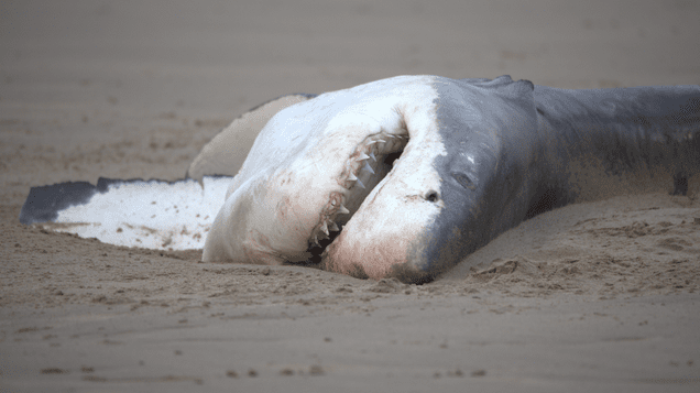 A Single Orca Killed and Ate a Great White Shark