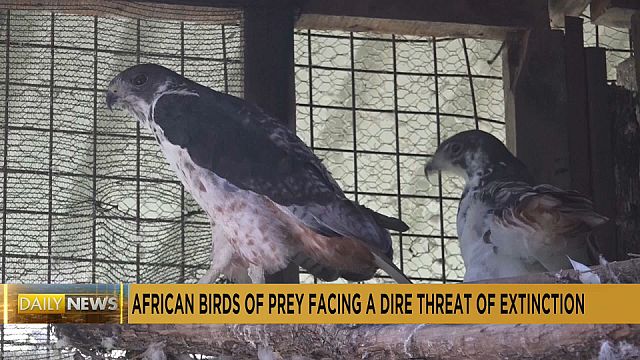 Africa’s birds of prey under threat of extinction