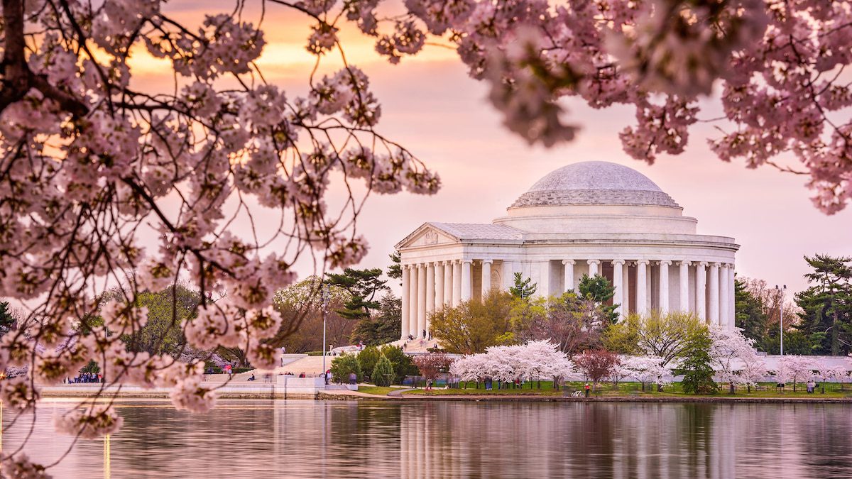 When and where to see cherry blossoms in the U.S.