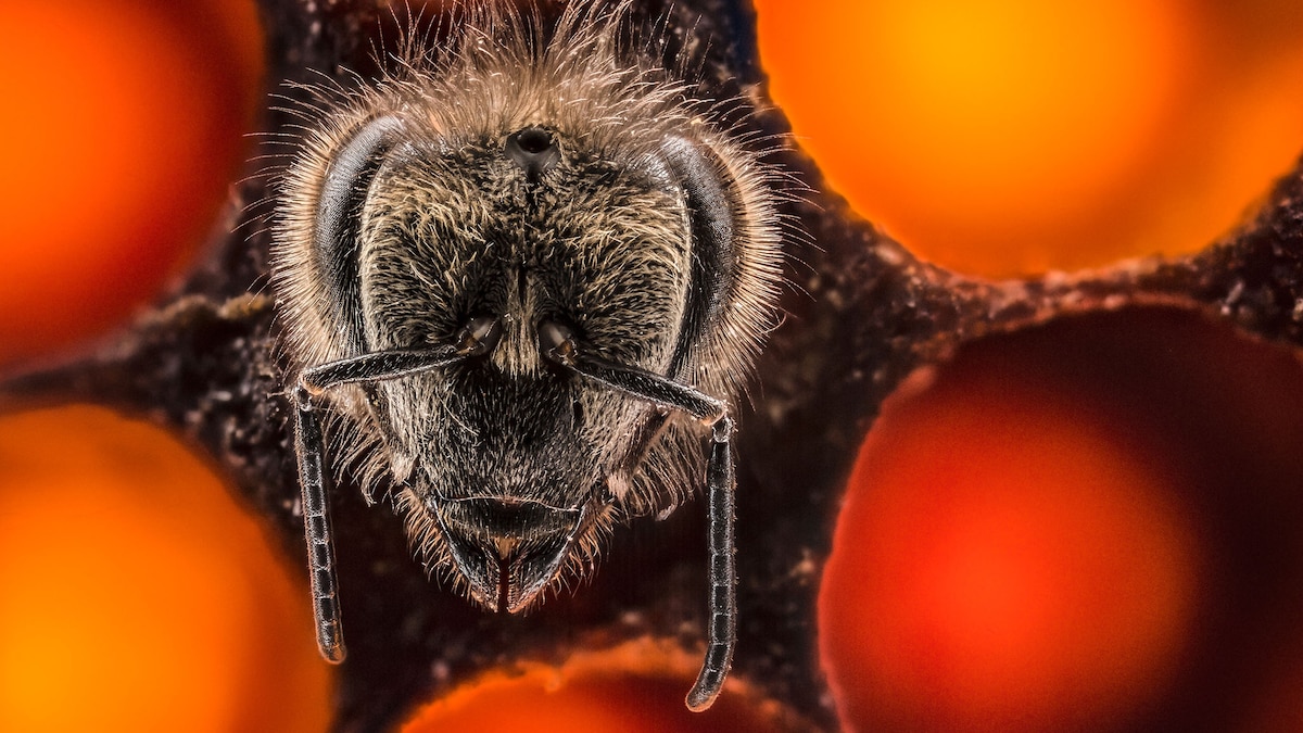 How to take larger-than-life photos of the world’s tiny creatures