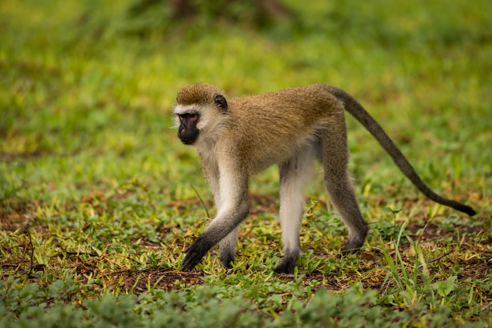 Humans Don’t Walk Around With Tails Likely Because of This Genetic Mutation