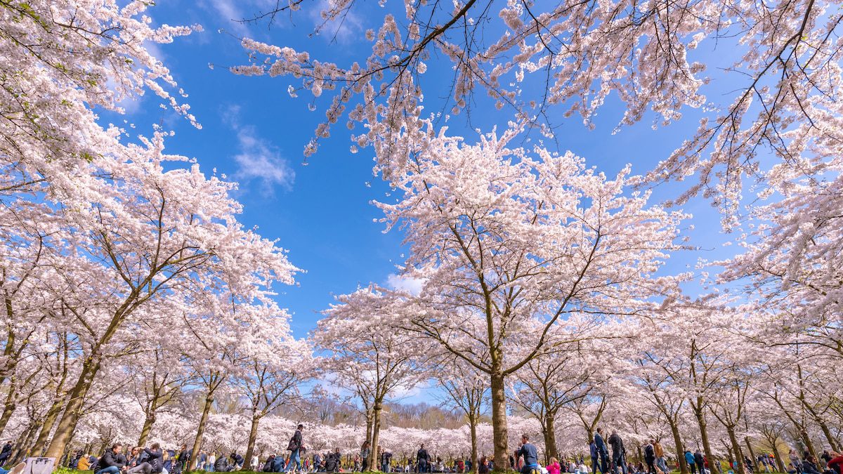 Where to see cherry blossoms in Europe