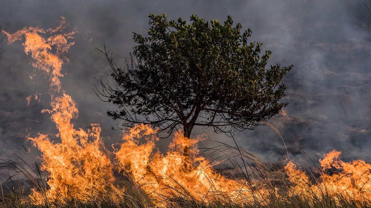 How animals are adapting to the rise of wildfires