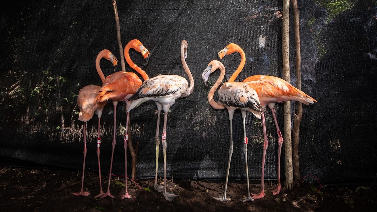 ‘Selfie’ flamingos in Caribbean resorts are being returned to the wild