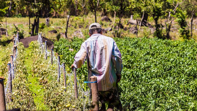 UN climate fund axes Nicaragua forest project over human rights concerns