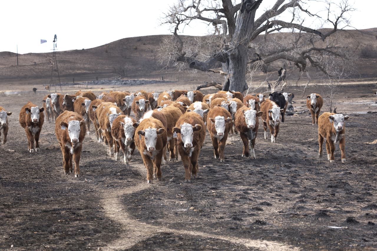 The biggest wildfire in Texas history highlights cattle ranchers’ challenges — and could push beef prices higher for consumers