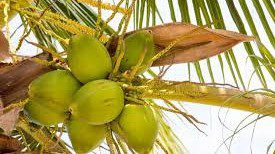 Coconut Industry stakeholders urged to capitalise on niche markets