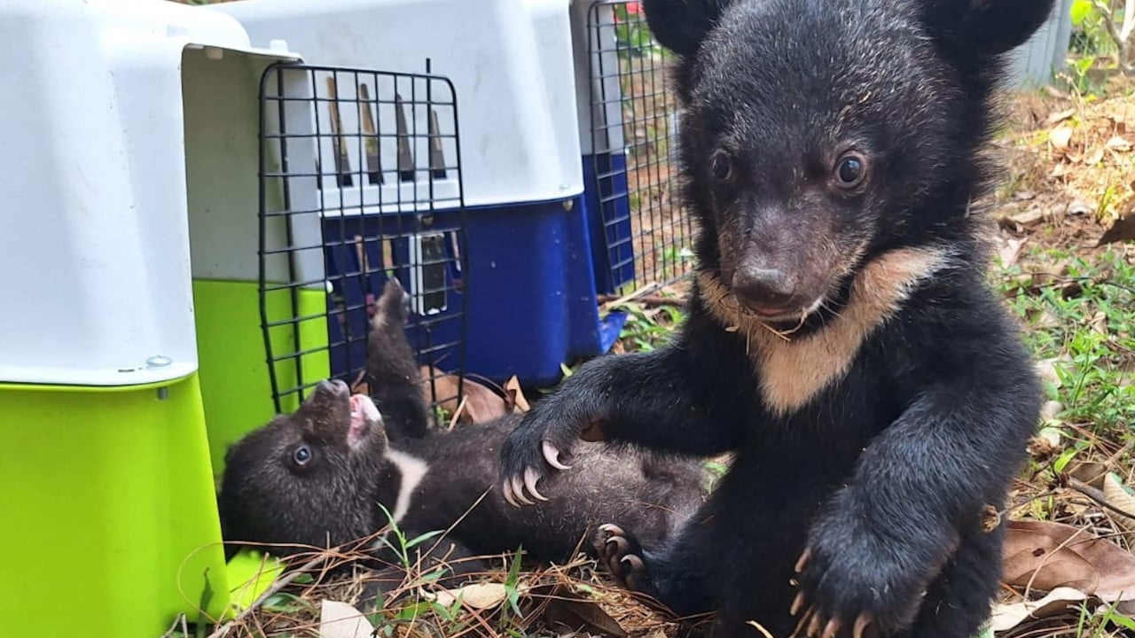 Activists rescue 16 moon bear cubs from home in Laos: ‘they were everywhere’