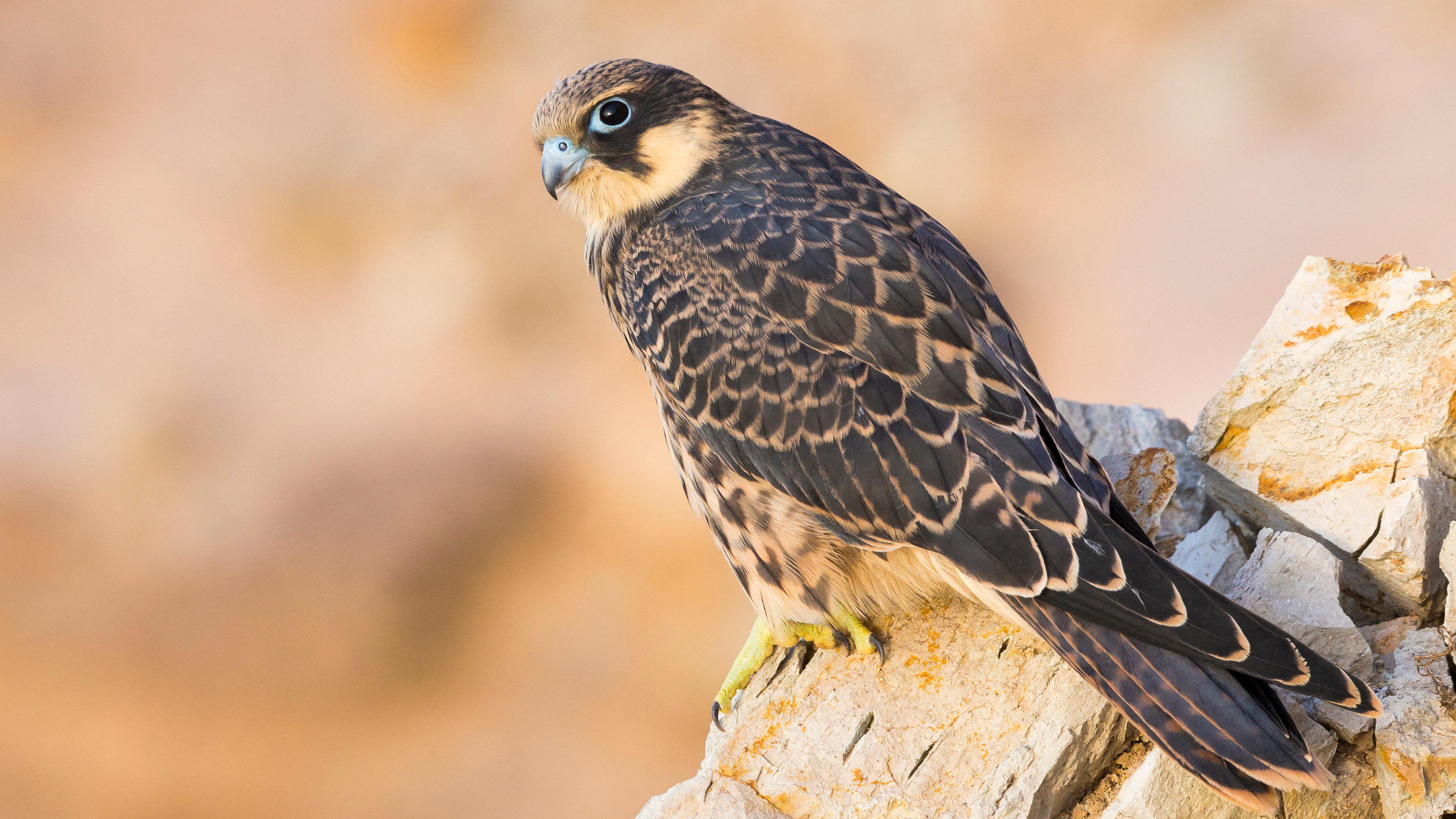 Eleonora’s falcon: The raptor that imprisons birds live by stripping their feathers and stuffing them in rocks