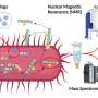 Researchers uncover key biomolecule involved in whooping cough infection