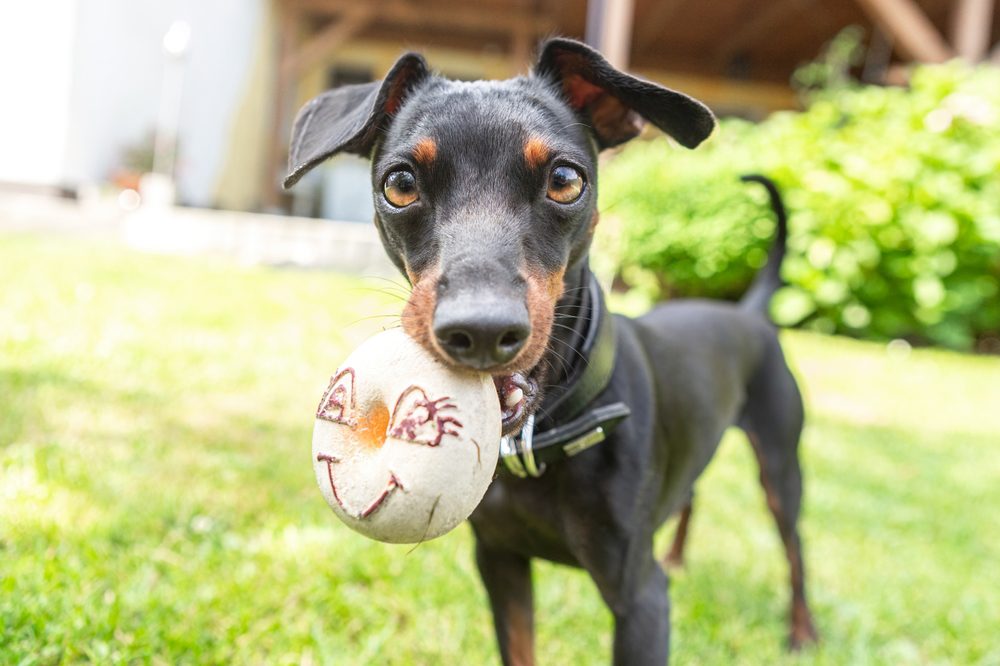 Dogs Demonstrate Understanding of “Object” Words