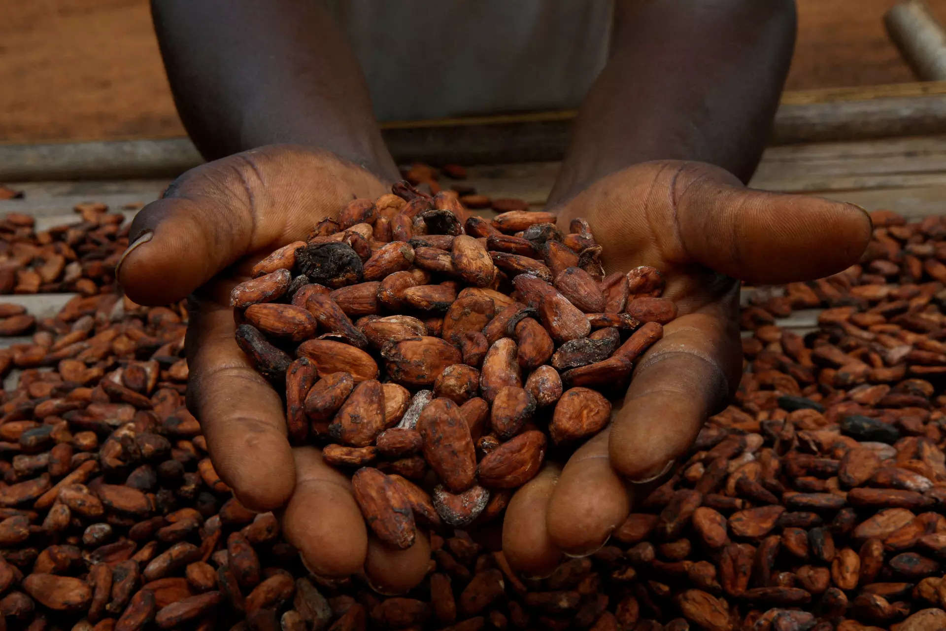 Cocoa futures set record high, coffee and sugar also up