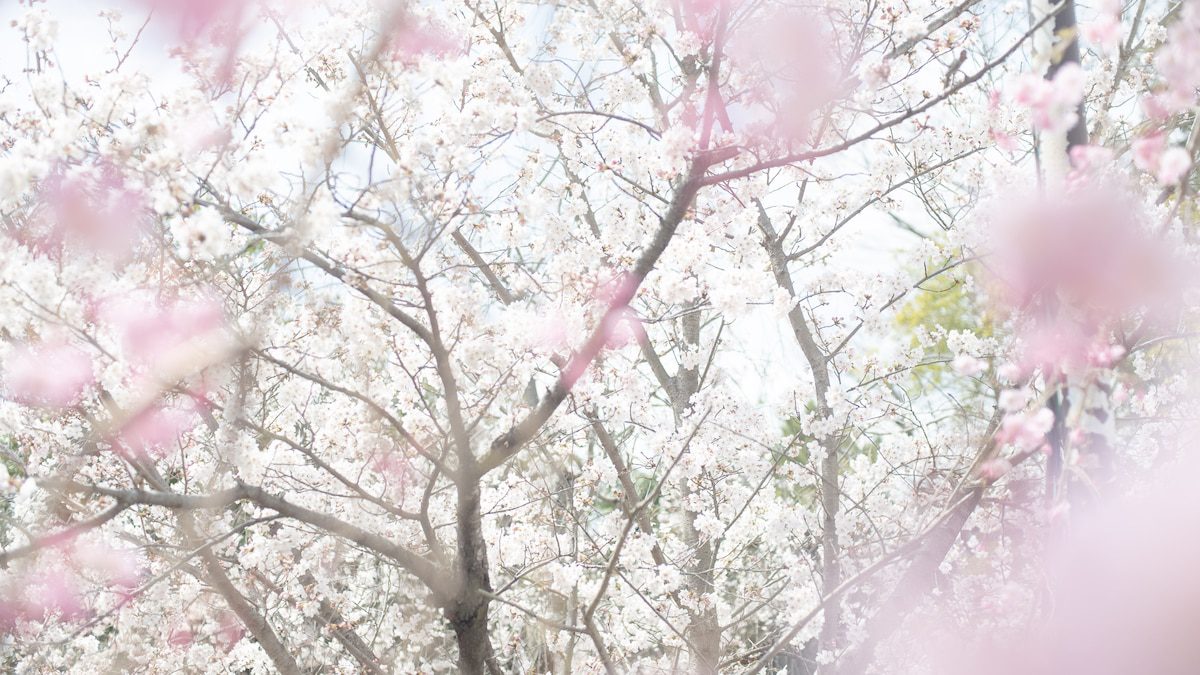 This year’s cherry blossom peak bloom was a warning sign