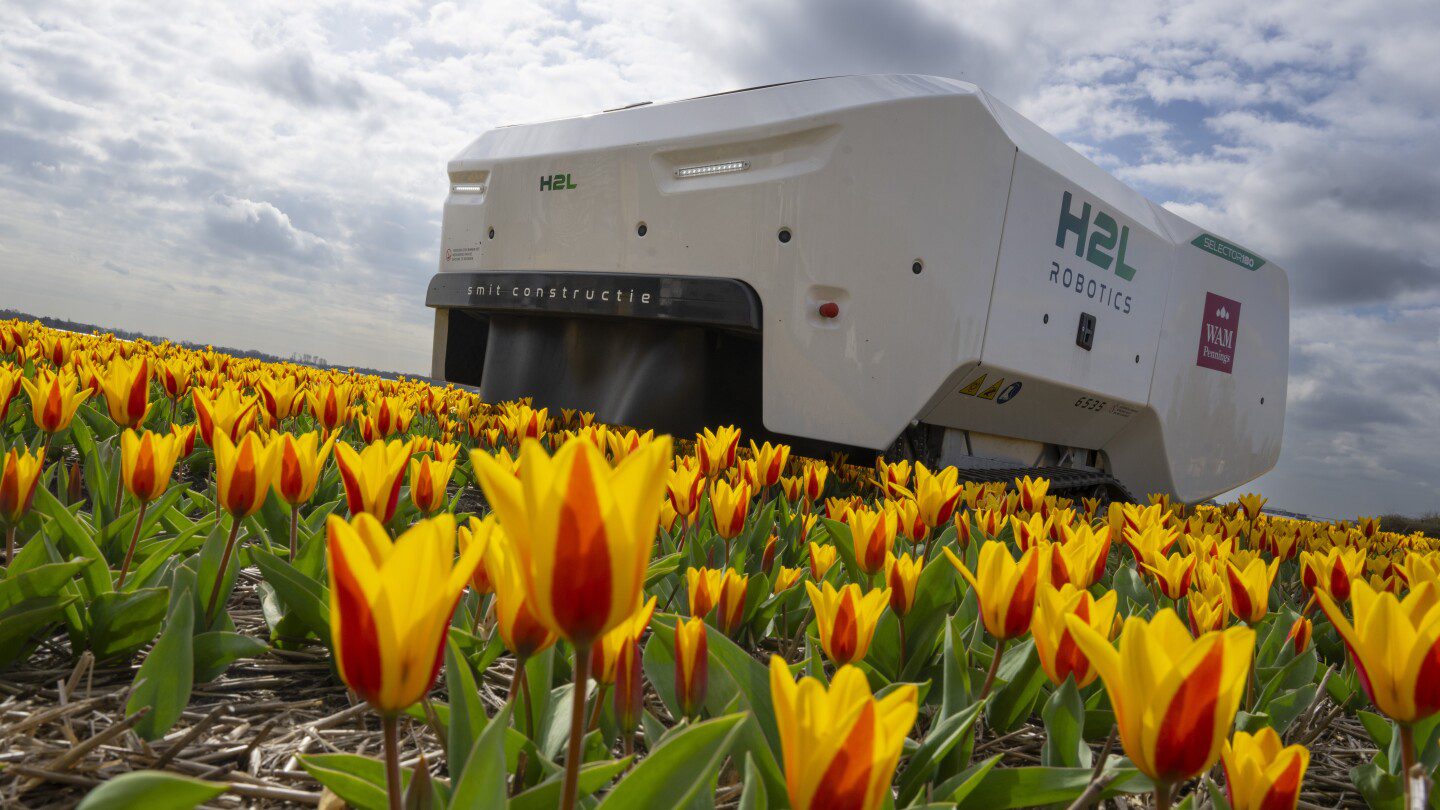 An AI robot is destroying sick tulips in Dutch bulb fields