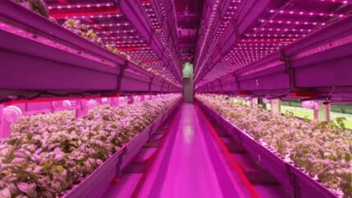 Vertical farming: Techno-optimism meets harsh realities – Ivo Vegter