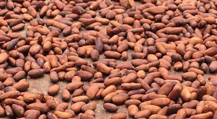 Future of cocoa under threat as prices skyrocket due to bean shortages