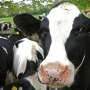 Tuberculosis vaccine may enable elimination of the disease in cattle by reducing its spread