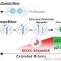 Memories of mitosis: Molecular mechanism that detects defects during cell division could aid cancer treatment