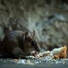 Amazon shoppers ‘ditch’ mouse traps for natural £17 solution that keeps rodents out of the house without killing them