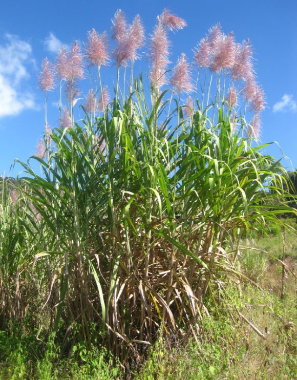 Scientists Sequence Genome of Sugarcane