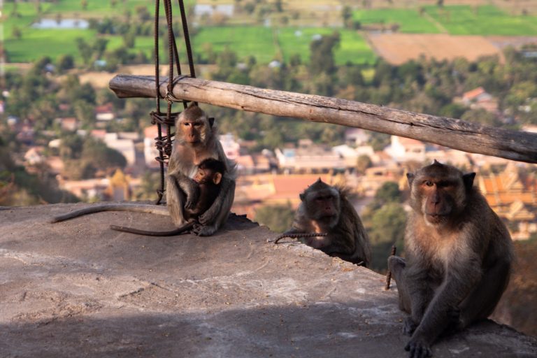 Cambodian official acquitted in trial that exposed monkey-laundering scheme