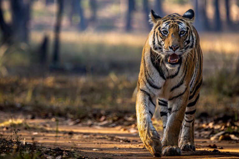 Nepal mulls policy shift to allow hotels back into tiger strongholds