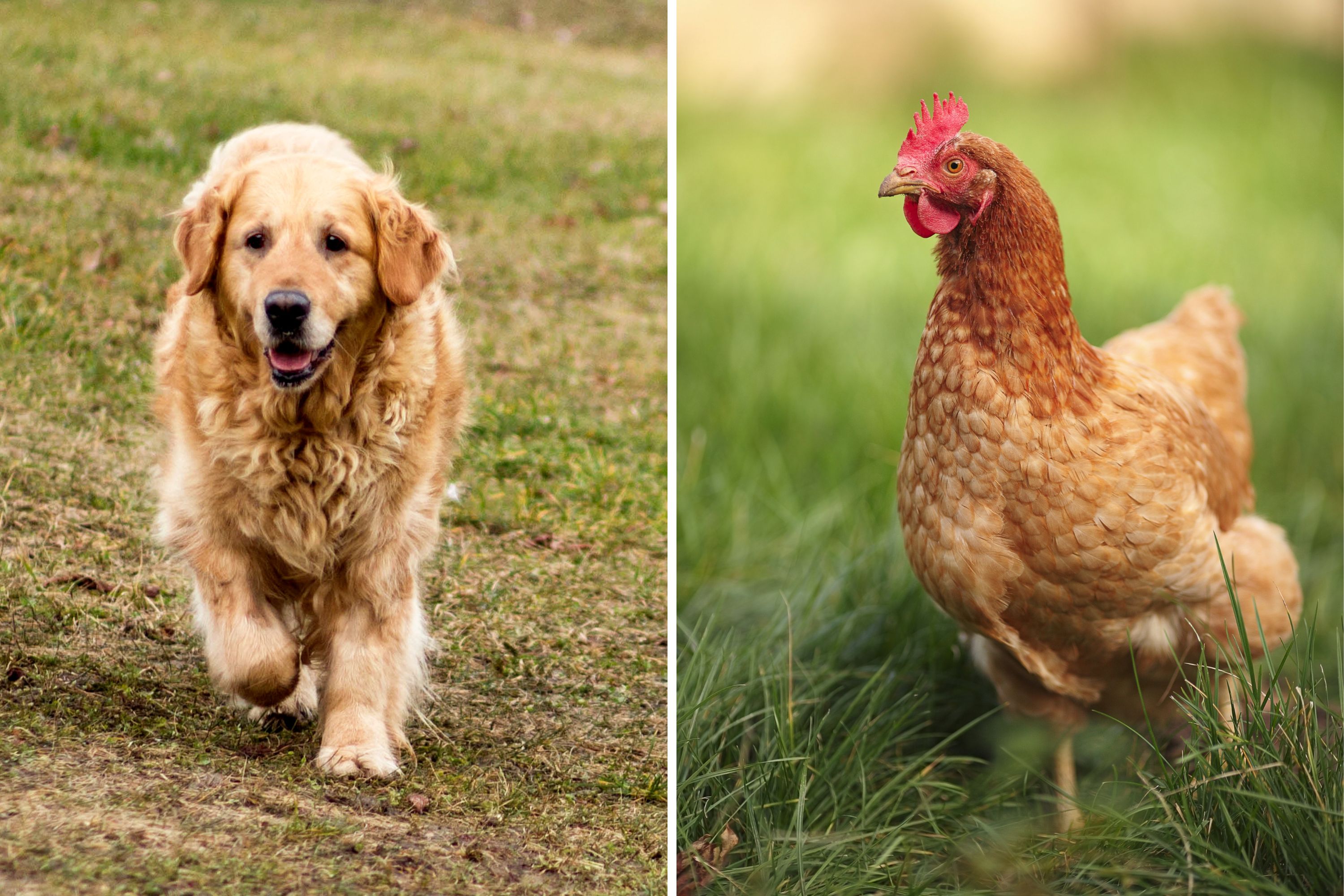 Dog Has Best Time With Chickens in ‘Most Golden Retriever’ Video Ever