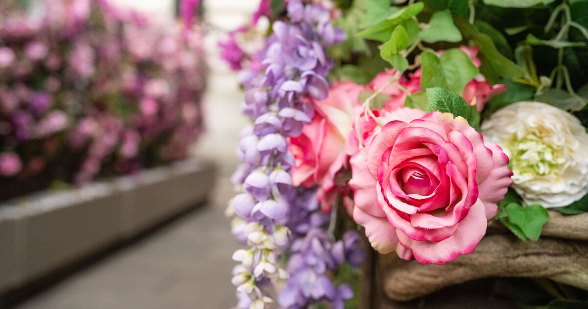 Gardener shares the perfect time to prune shrubs and climbing roses for the best blooms