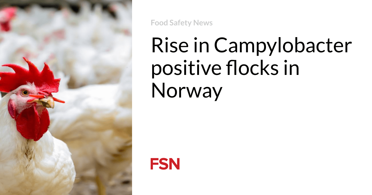 Rise in Campylobacter positive flocks in Norway