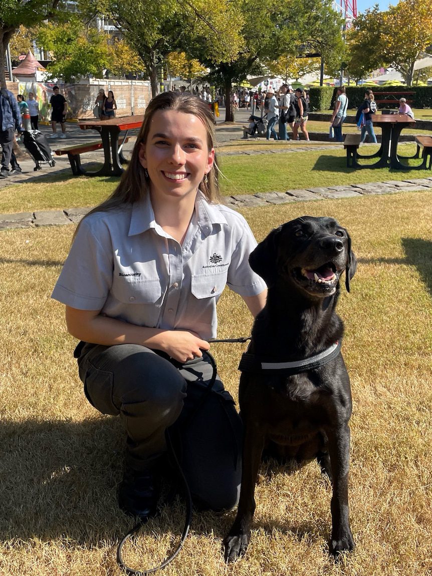 Vespa the black labrador given top gong for sniffing out record number of biosecurity threats