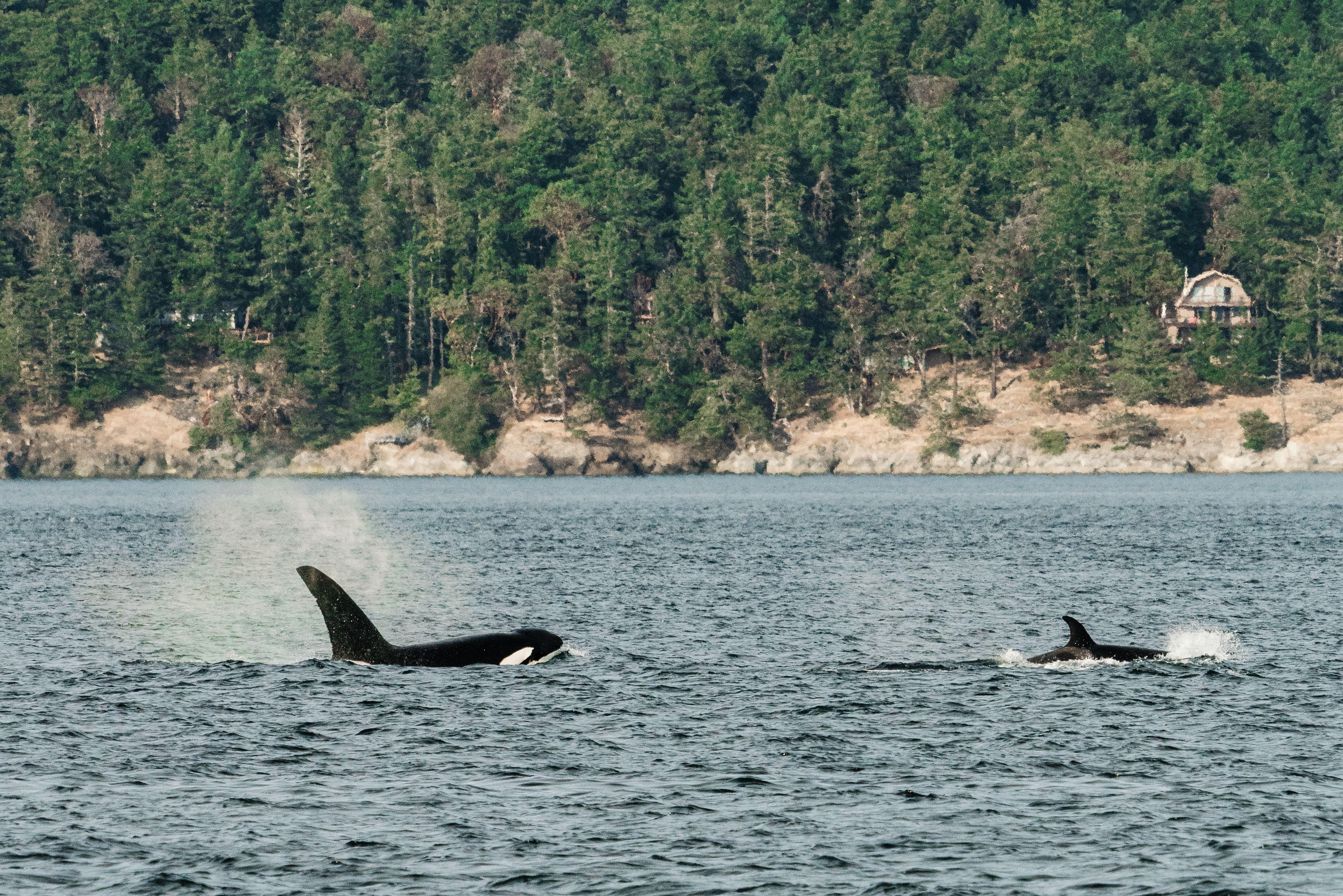 Orca Groups with Radically Different Cultures Are Actually Separate Species