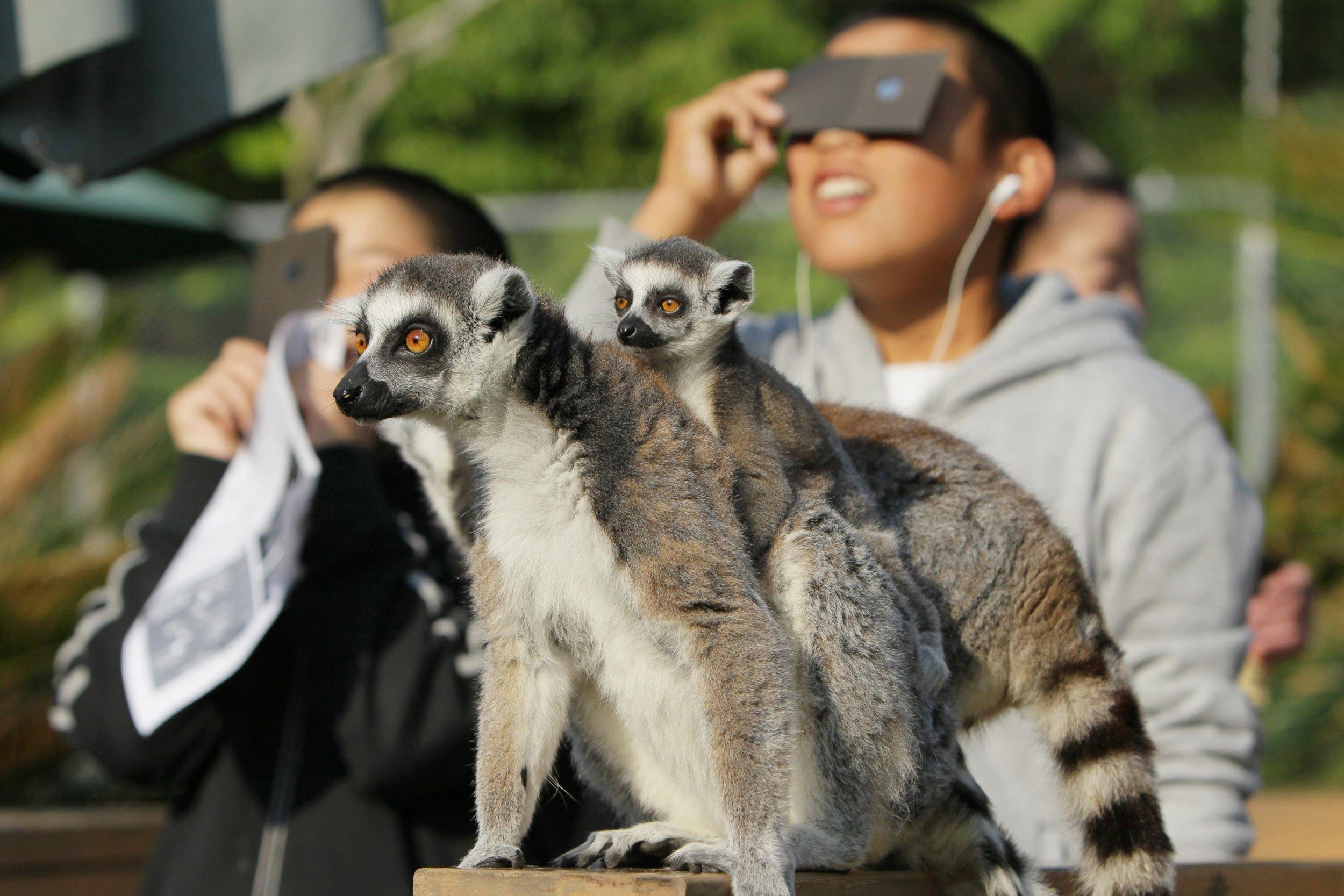 How Do Animals Respond to a Total Solar Eclipse?