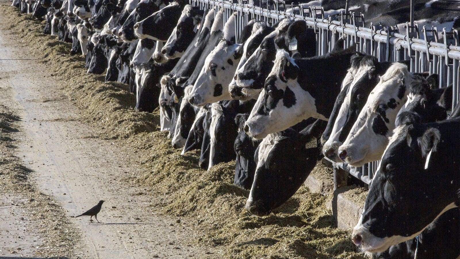 Person Is Diagnosed With Bird Flu After Being in Contact With Cows in Texas