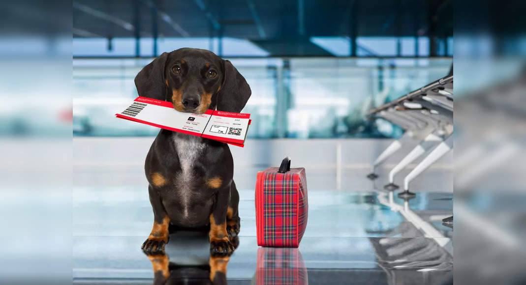 American Airlines eases its flying with pets policy; it gets cheaper and hassle-free