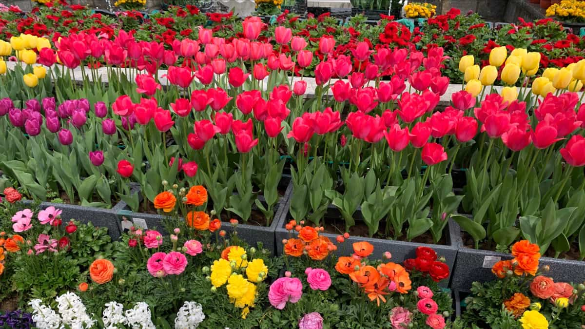 Over 150,000 tourists visited Asia’s largest Tulip Garden in Srinagar