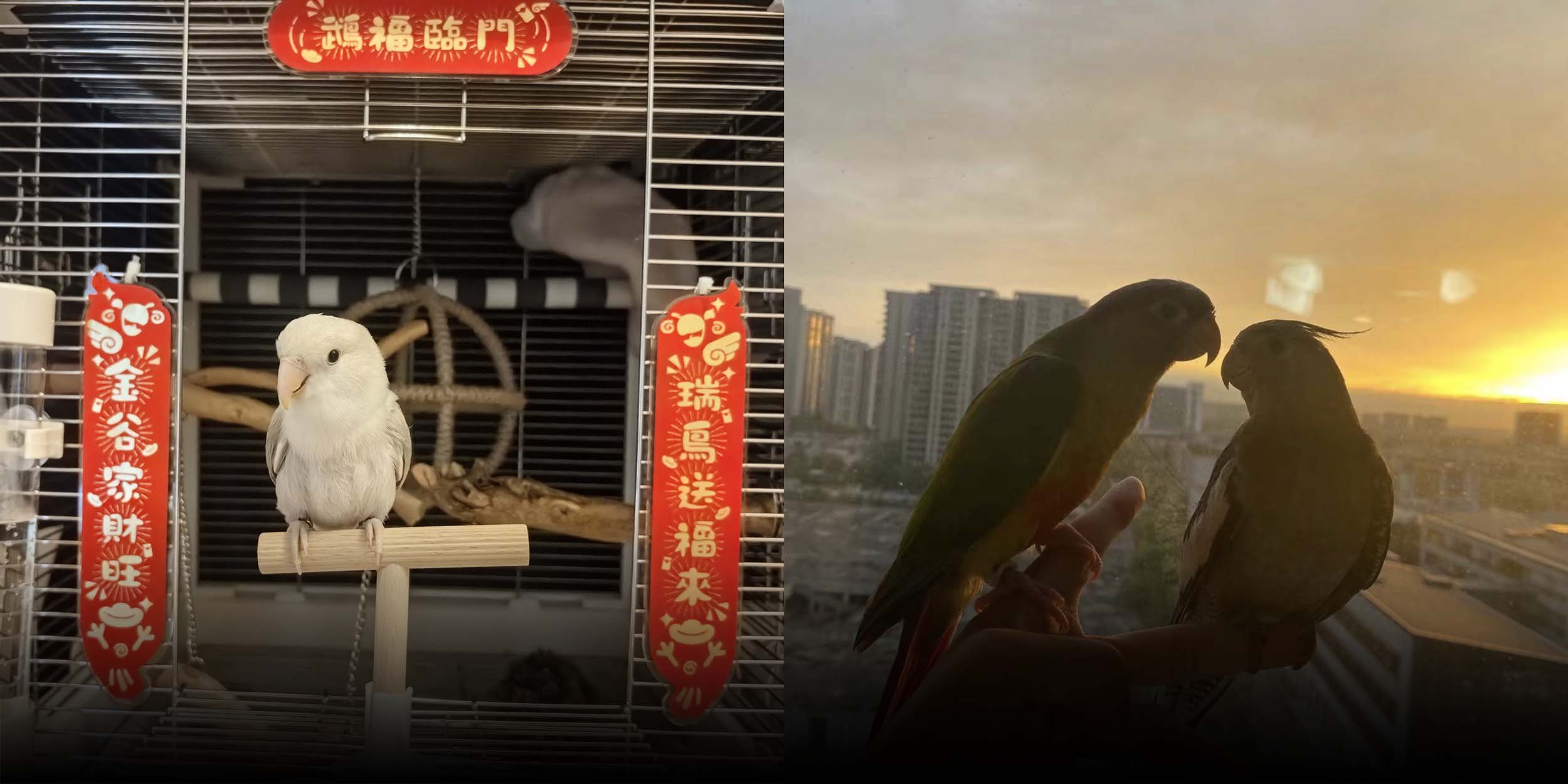 The Ups and Downs of Owning Pet Birds in Urban China