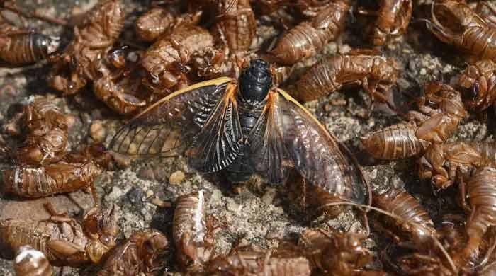 Cicada invasion: Beware of biggest bug invasion in 221yrs!